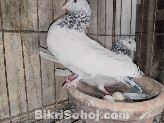জিড়া গলা কষা